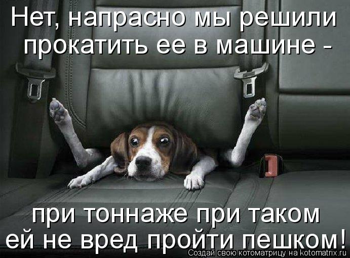 Нет, напрасно мы решили прокатить ее в машине - ей не вред пройти пешком! при тоннаже при таком... Котоматрица: Нет, напрасно мы решили прокатить ее в машине - ей не вред пройти пешком! при тоннаже при таком