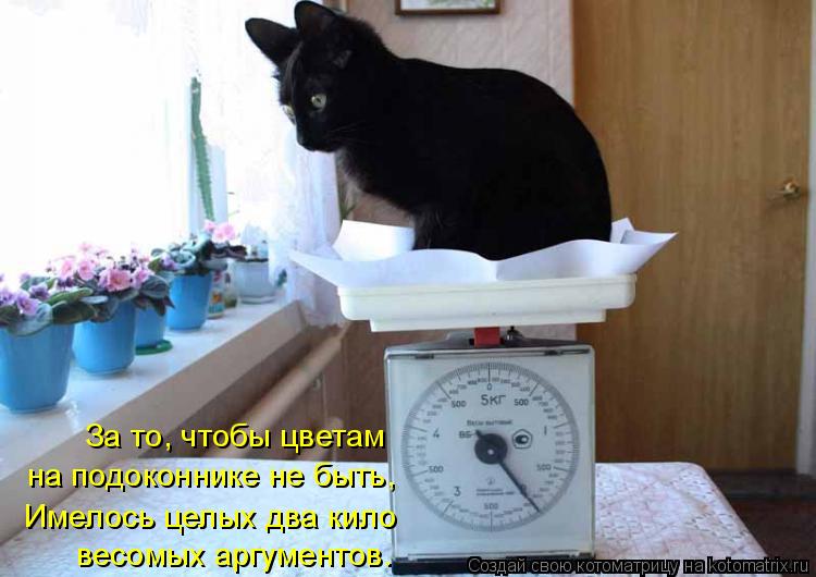 За то, чтобы цветам на подоконнике не быть, Имелось целых два кило весомых аргументов.... Котоматрица: За то, чтобы цветам на подоконнике не быть, Имелось целых два кило весомых аргументов.