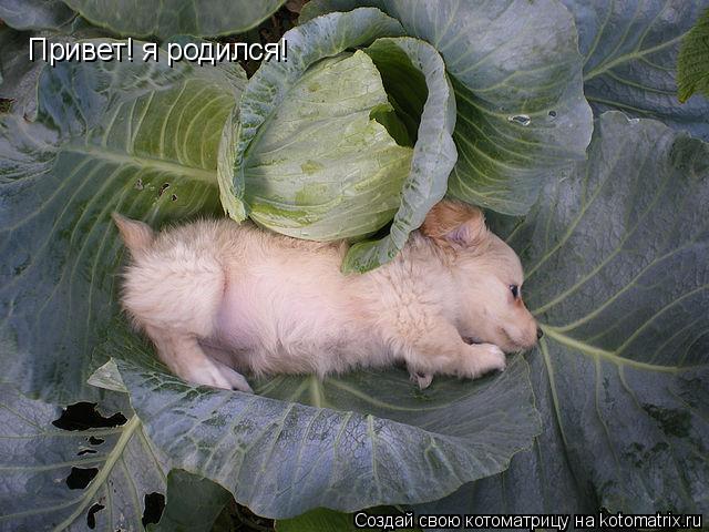 Привет! я родился!... Котоматрица: Привет! я родился!