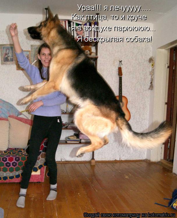 Ураа!!! я лечууууу..... Как птица, то и круче я в воздухе парюююю... Я бескрылая собака!... Котоматрица: Ураа!!! я лечууууу..... Как птица, то и круче я в воздухе парюююю... Я бескрылая собака!