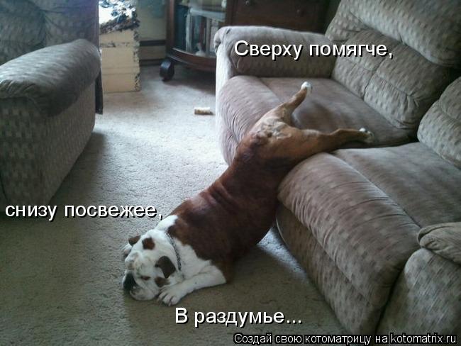 В раздумье... Сверху помягче, снизу посвежее,... Котоматрица: В раздумье... Сверху помягче, снизу посвежее,