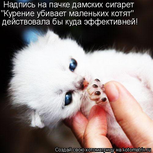 Надпись на пачке дамских сигарет "Курение убивает маленьких котят" действовала бы куда эффективней!... Котоматрица: Надпись на пачке дамских сигарет "Курение убивает маленьких котят" действовала бы куда эффективней!