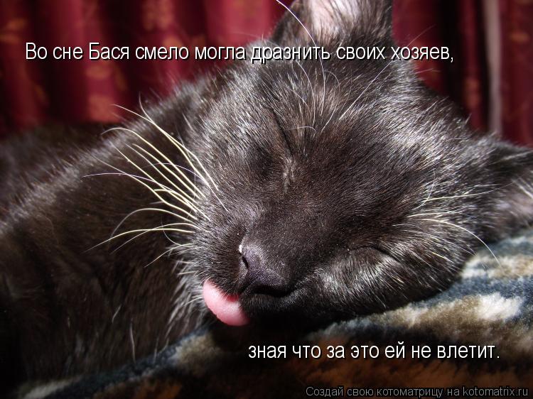Во сне Бася смело могла дразнить своих хозяев, зная что за это ей не влетит.... Котоматрица: Во сне Бася смело могла дразнить своих хозяев, зная что за это ей не влетит.