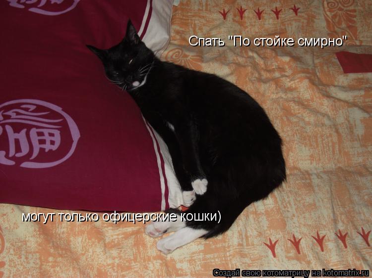Спать "По стойке смирно" могут только офицерские кошки)... Котоматрица: Спать "По стойке смирно" могут только офицерские кошки)