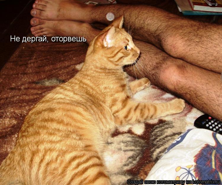 Не дергай, оторвешь... Котоматрица: Не дергай, оторвешь