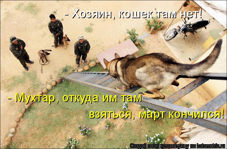 - Хозяин, кошек там нет! - Мухтар, откуда им там взяться, март кончился!... Котоматрица: - Хозяин, кошек там нет! - Мухтар, откуда им там взяться, март кончился!