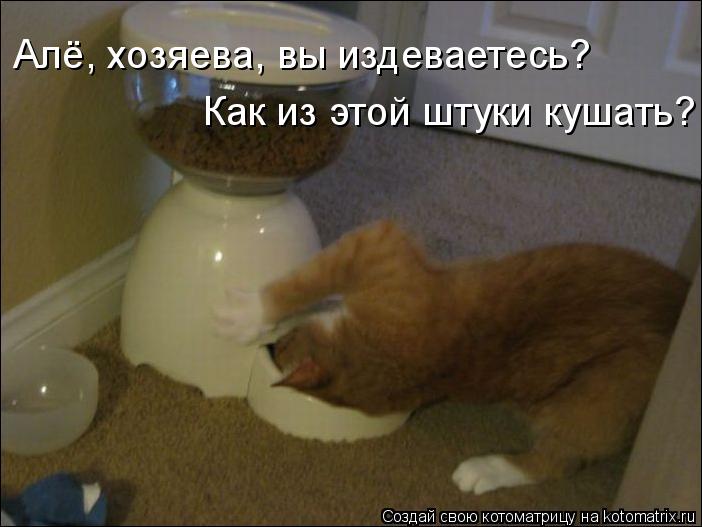 Алё, хозяева, вы издеваетесь? Как из этой штуки кушать?... Котоматрица: Алё, хозяева, вы издеваетесь? Как из этой штуки кушать?