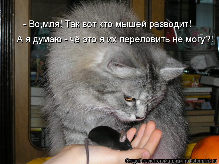 - Во,мля! Так вот кто мышей разводит! А я думаю - чё это я их переловить не могу?!... Котоматрица: - Во,мля! Так вот кто мышей разводит! А я думаю - чё это я их переловить не могу?!