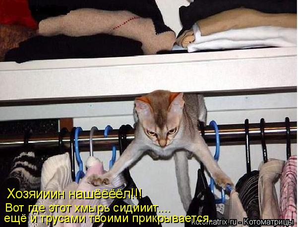 Хозяииин нашёёёёл!!! Вот где этот хмырь сидииит.... ещё и трусами твоими прикрывается.... Котоматрица: Хозяииин нашёёёёл!!! Вот где этот хмырь сидииит.... ещё и трусами твоими прикрывается.