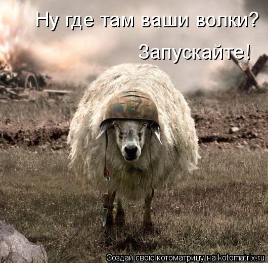 Ну где там ваши волки? Запускайте!... Котоматрица: Ну где там ваши волки? Запускайте!