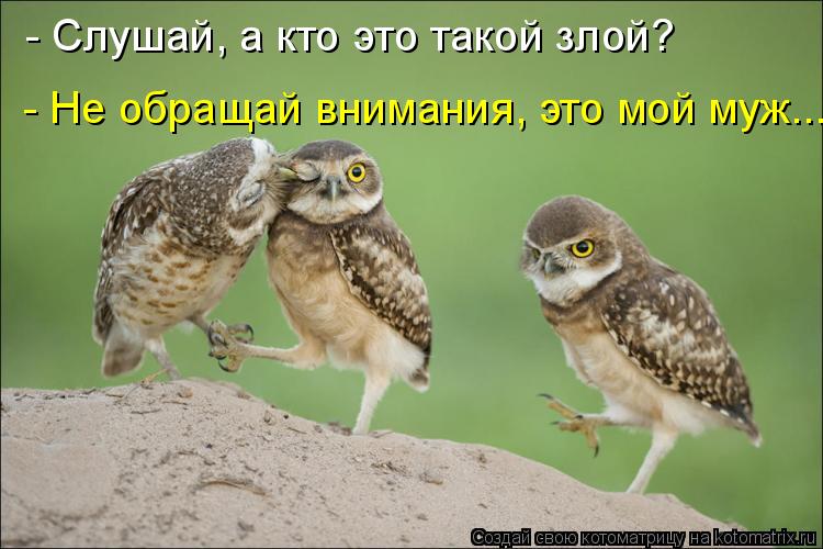 - Слушай, а кто это такой злой? - Не обращай внимания, это мой муж...... Котоматрица: - Слушай, а кто это такой злой? - Не обращай внимания, это мой муж...