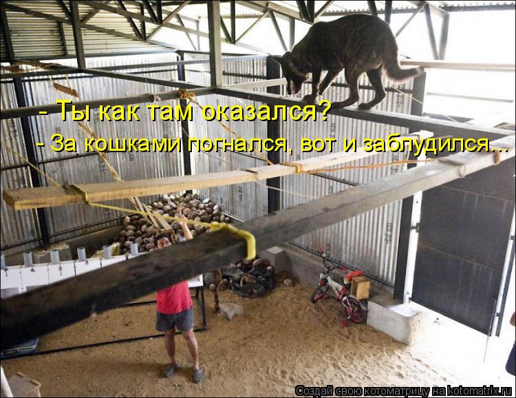 - Ты как там оказался? - За кошками погнался, вот и заблудился...... Котоматрица: - Ты как там оказался? - За кошками погнался, вот и заблудился...