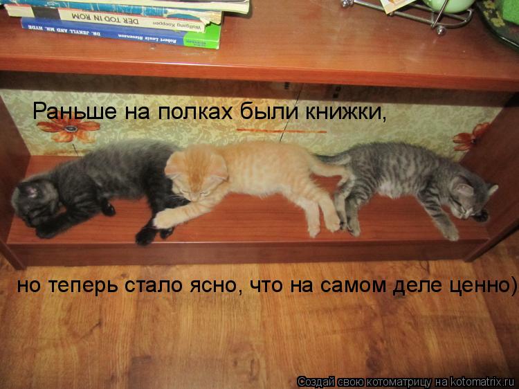 но теперь стало ясно, что на самом деле ценно) Раньше на полках были книжки,... Котоматрица: но теперь стало ясно, что на самом деле ценно) Раньше на полках были книжки,