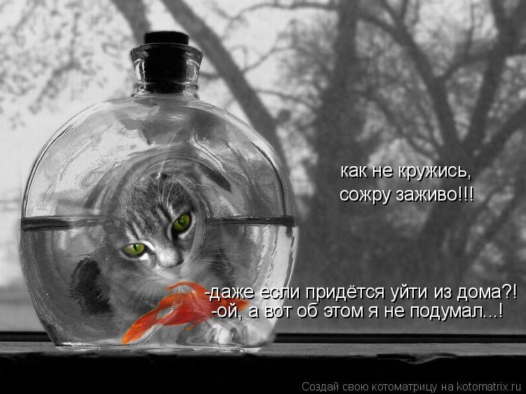 как не кружись, сожру заживо!!! -даже если придётся уйти из дома?! -ой, а вот об этом я не подумал...... Котоматрица: как не кружись, сожру заживо!!! -даже если придётся уйти из дома?! -ой, а вот об этом я не подумал...!