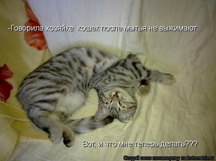-Говорила хозяйке: кошек после мытья не выжимают Вот, и что мне теперь делать???... Котоматрица: -Говорила хозяйке: кошек после мытья не выжимают Вот, и что мне теперь делать???