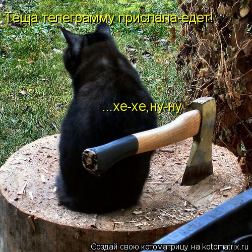Тёща телеграмму прислала-едет! ...хе-хе,ну-ну... Котоматрица: Тёща телеграмму прислала-едет! ...хе-хе,ну-ну