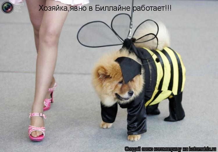 Хозяйка,явно в Биллайне работает!!!... Котоматрица: Хозяйка,явно в Биллайне работает!!!