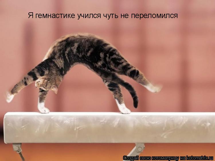 Я гемнастике учился чуть не переломился... Котоматрица: Я гемнастике учился чуть не переломился