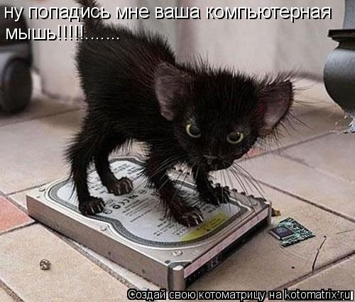 ну попадись мне ваша компьютерная мышь!!!!!.......... Котоматрица: ну попадись мне ваша компьютерная мышь!!!!!.......