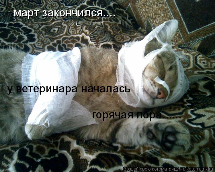 март закончился.... у ветеринара началась горячая пора......... Котоматрица: март закончился.... у ветеринара началась горячая пора......