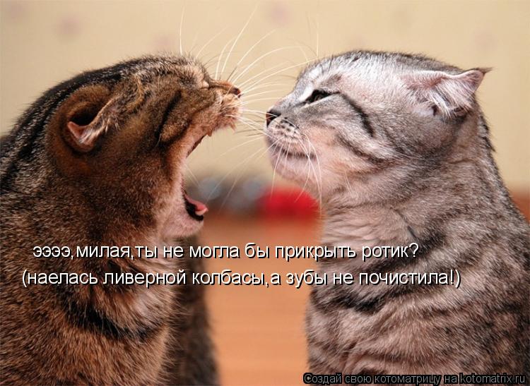 ээээ,милая,ты не могла бы прикрыть ротик? (наелась ливерной колбасы,а зубы не почистила!)... Котоматрица: ээээ,милая,ты не могла бы прикрыть ротик? (наелась ливерной колбасы,а зубы не почистила!)