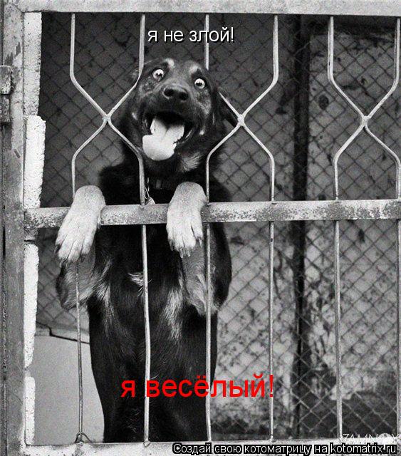 я весёлый! я не злой!... Котоматрица: я весёлый! я не злой!