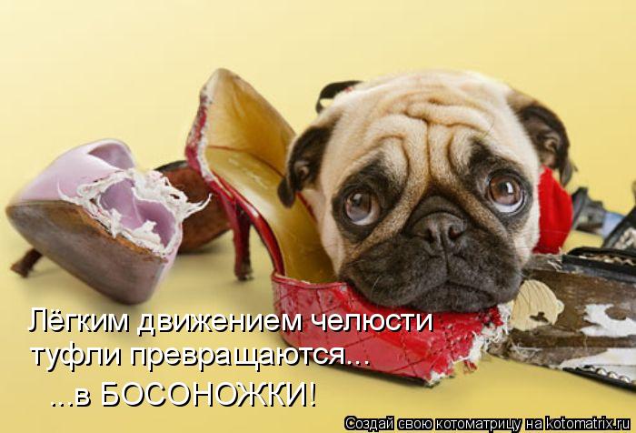 Лёгким движением челюсти туфли превращаются... ...в БОСОНОЖКИ!... Котоматрица: Лёгким движением челюсти туфли превращаются... ...в БОСОНОЖКИ!