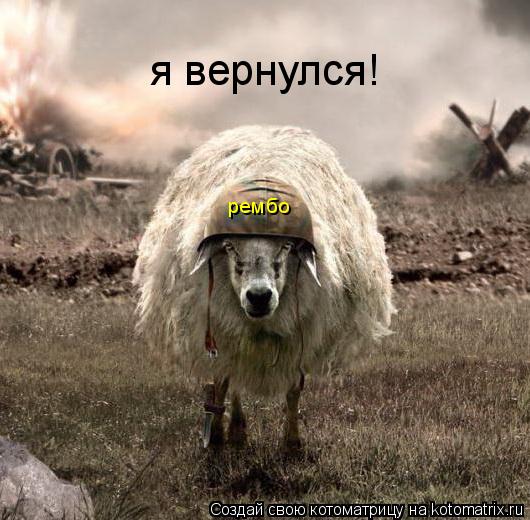 рембо я вернулся!... Котоматрица: рембо я вернулся!