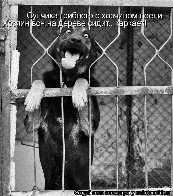 Супчика грибного с хозяином поели Хозяин вон,на дереве сидит...каркает!... Котоматрица: Супчика грибного с хозяином поели Хозяин вон,на дереве сидит...каркает!