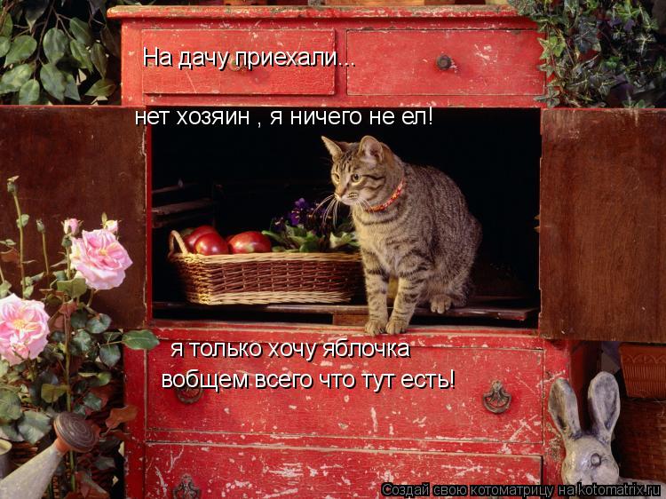 На дачу приехали... нет хозяин , я ничего не ел! я только хочу яблочка вобщем всего что тут есть!... Котоматрица: На дачу приехали... нет хозяин , я ничего не ел! я только хочу яблочка вобщем всего что тут есть!