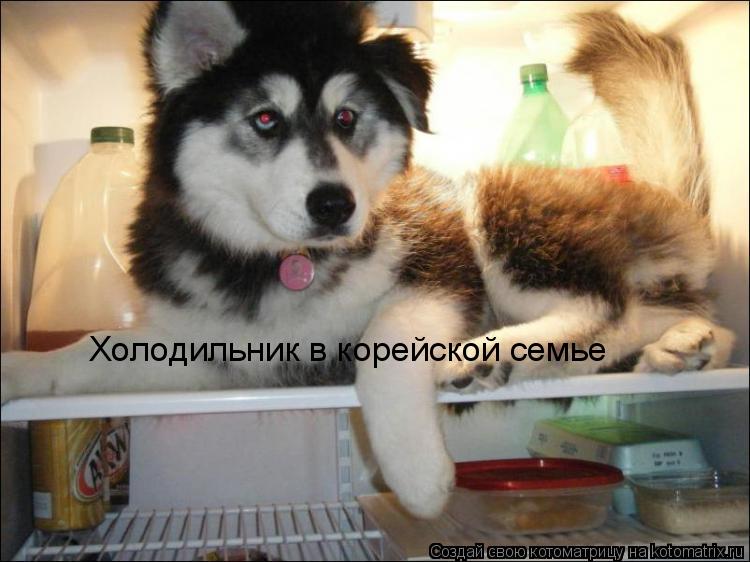 Холодильник в корейской семье... Котоматрица: Холодильник в корейской семье