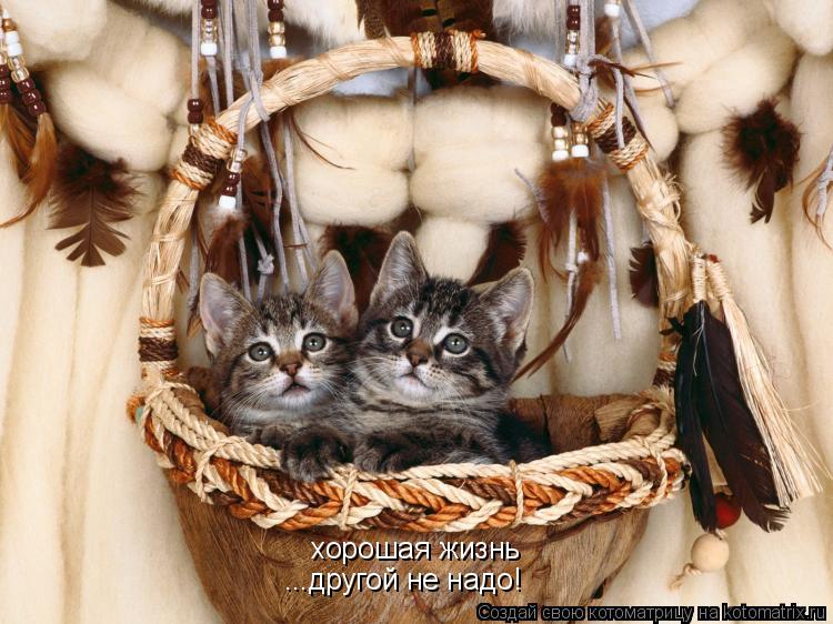 хорошая жизнь ...другой не надо!... Котоматрица: хорошая жизнь ...другой не надо!