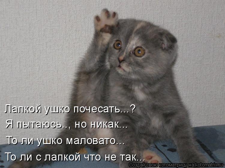 Лапкой ушко почесать...? Я пытаюсь.., но никак... То ли ушко маловато... То ли с лапкой что не так...... Котоматрица: Лапкой ушко почесать...? Я пытаюсь.., но никак... То ли ушко маловато... То ли с лапкой что не так...