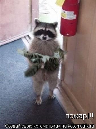 пожар!!! спасайтесь кто может!!!... Котоматрица: пожар!!! спасайтесь кто может!!!