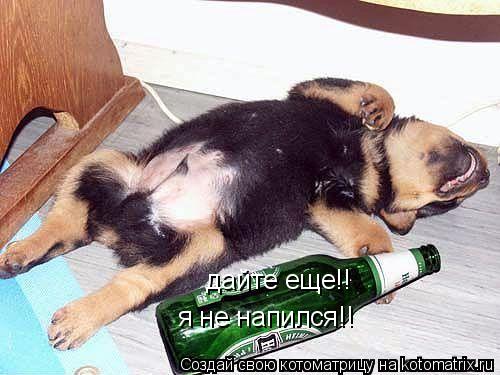 я не напился!! дайте еще!!... Котоматрица: я не напился!! дайте еще!!