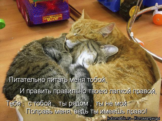 Питательно питать меня тобой, И править правильно твоею лапкой правой, «Тебя», «с тобой», «ты рядом»,... Котоматрица: Питательно питать меня тобой, И править правильно твоею лапкой правой, «Тебя», «с тобой», «ты рядом», «ты не мой»… Поправь меня, ведь ты имее