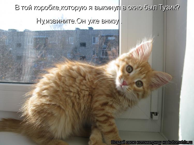 В той коробке,которую я выкинул в окно был Тузик? Ну,извините.Он уже внизу .... Котоматрица: В той коробке,которую я выкинул в окно был Тузик? Ну,извините.Он уже внизу .