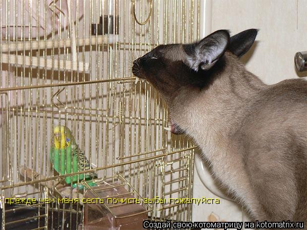 прежде чем меня сесть почисть зыбы пожалуйста... Котоматрица: прежде чем меня сесть почисть зыбы пожалуйста