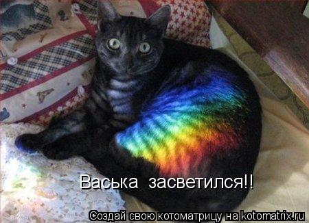 Васька засветился!!... Котоматрица: Васька засветился!!