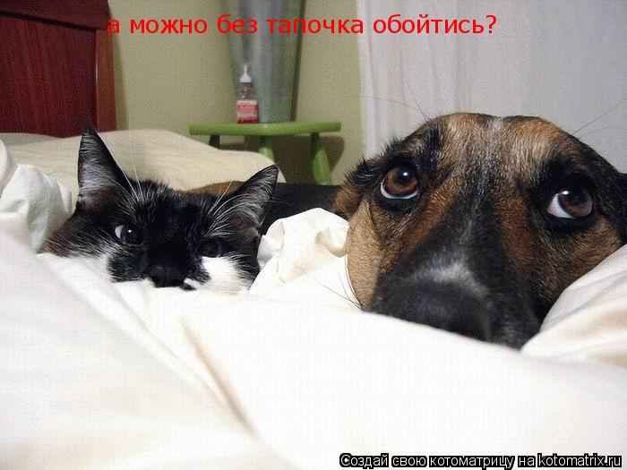 а можно без тапочка обойтись?... Котоматрица: а можно без тапочка обойтись?