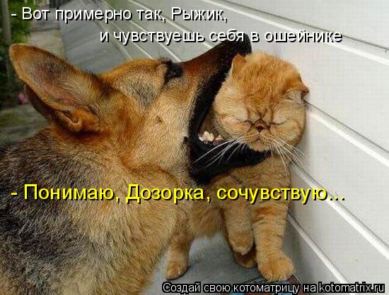 - Вот примерно так, Рыжик, и чувствуешь себя в ошейнике - Понимаю, Дозорка, сочувствую...... Котоматрица: - Вот примерно так, Рыжик, и чувствуешь себя в ошейнике - Понимаю, Дозорка, сочувствую...