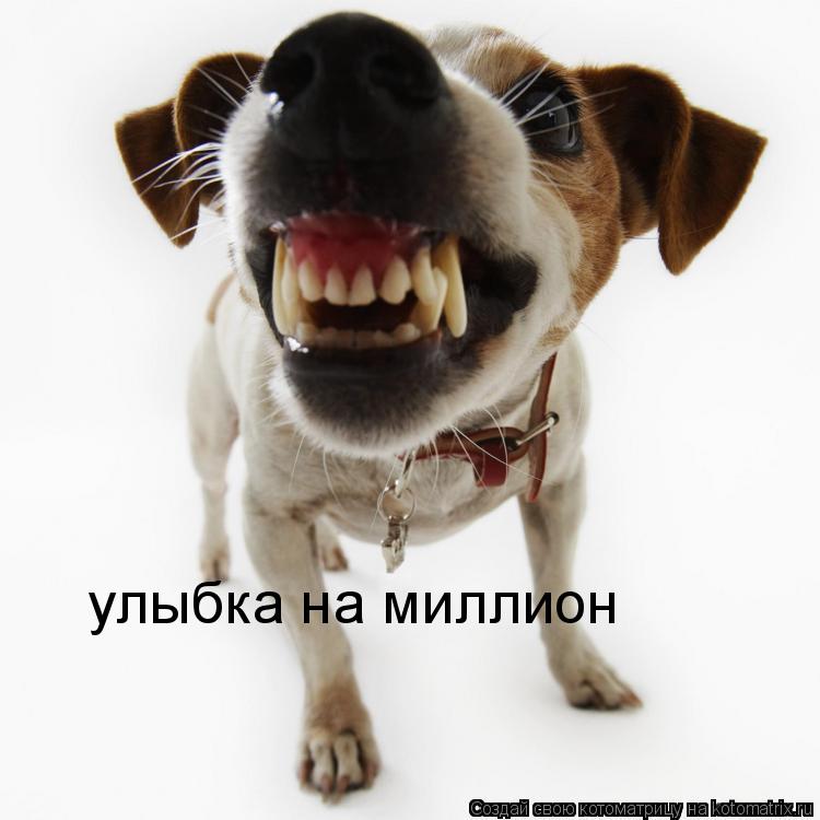 улыбка на миллион... Котоматрица: улыбка на миллион