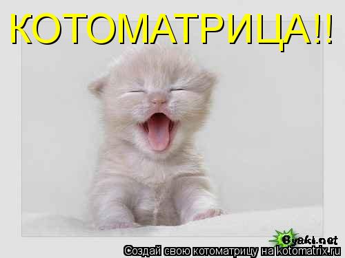 КОТОМАТРИЦА!!... Котоматрица: КОТОМАТРИЦА!!