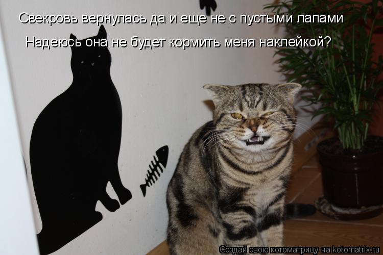 Свекровь вернулась да и еще не с пустыми лапами Надеюсь она не будет кормить меня наклейкой?... Котоматрица: Свекровь вернулась да и еще не с пустыми лапами Надеюсь она не будет кормить меня наклейкой?