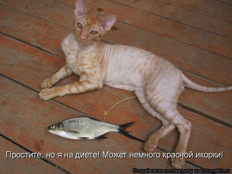 Простите, но я на диете! Может немного красной икорки!... Котоматрица: Простите, но я на диете! Может немного красной икорки!