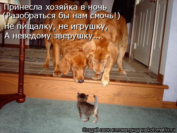 Принесла хозяйка в ночь Не пищалку, не игрушку, А неведому зверушку... (Разобраться бы нам смочь!)... Котоматрица: Принесла хозяйка в ночь Не пищалку, не игрушку, А неведому зверушку... (Разобраться бы нам смочь!)