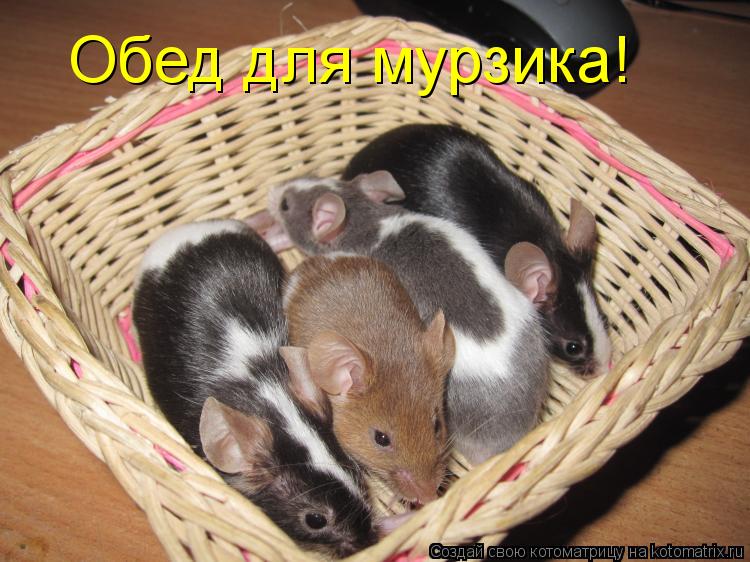 Обед для мурзика!... Котоматрица: Обед для мурзика!