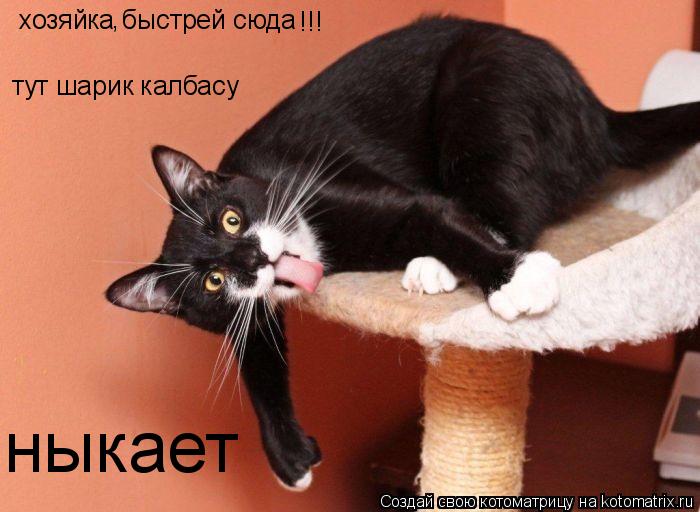 хозяйка быстрей сюда тут шарик калбасу ныкает , !!!... Котоматрица: хозяйка быстрей сюда тут шарик калбасу ныкает , !!!