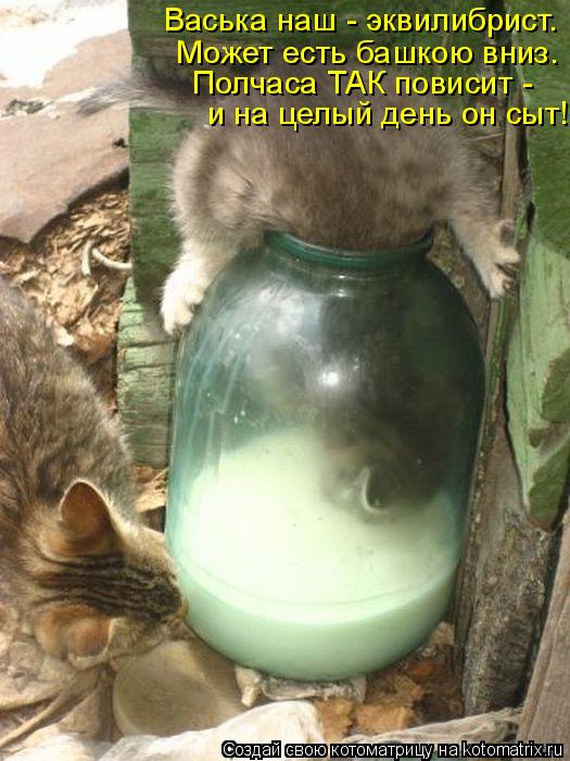 Васька наш - эквилибрист. Может есть башкою вниз. Полчаса ТАК повисит - и на целый день он сыт!... Котоматрица: Васька наш - эквилибрист. Может есть башкою вниз. Полчаса ТАК повисит - и на целый день он сыт!