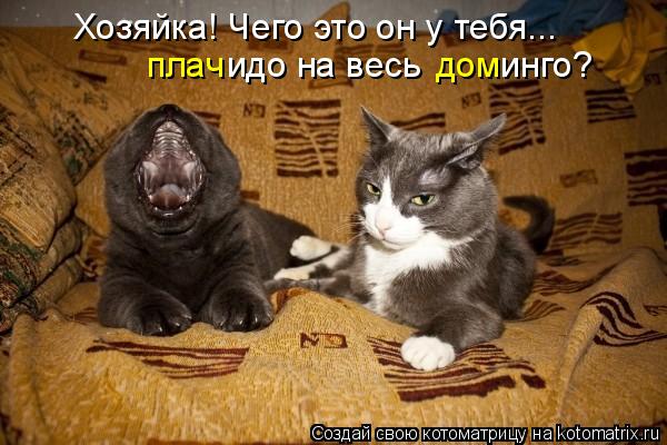 Котоматрица: плач дом Хозяйка! Чего это он у тебя... идо на весь        инго?